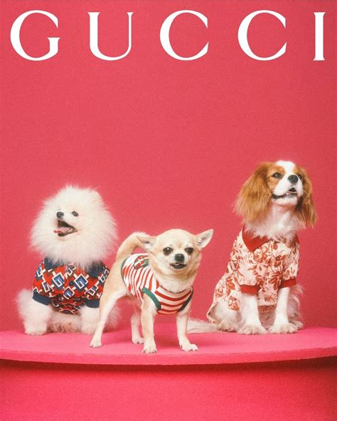 gucci petten|gucci pet collection.